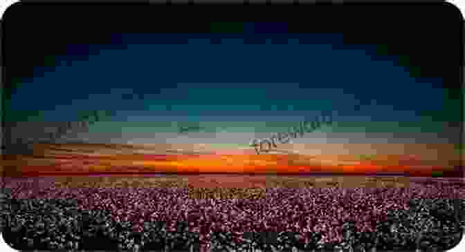 A Breathtaking Sunset Over A Cotton Field, Symbolizing The Resilience And Beauty Of The South Under Magnolia: A Southern Memoir