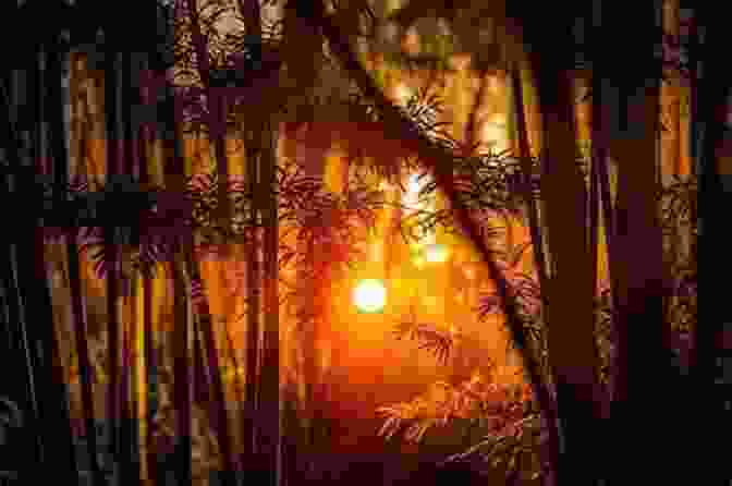 A Breathtaking Sunset Over The Australian Rainforest, Casting A Warm Glow Over The Towering Trees. Naked In Eden: My Adventure And Awakening In The Australian Rainforest