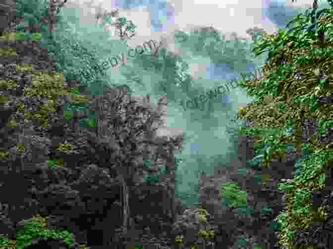 A Breathtaking View Of The Monteverde Cloud Forest In Costa Rica, With Towering Trees And Ethereal Mists. Tracking Turtles: A Diary Of Our Conservation Trip To Costa Rica