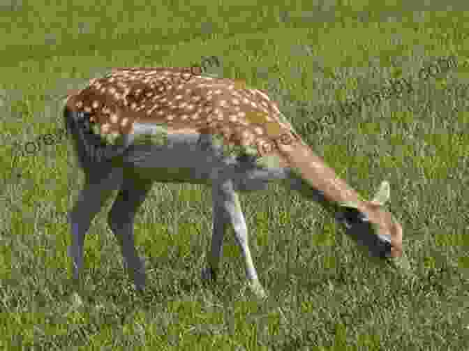 A Child Observing A Family Of Deer Grazing In A Meadow, Surrounded By A Peaceful Forest Setting Run Wild : Outdoor Games And Adventures