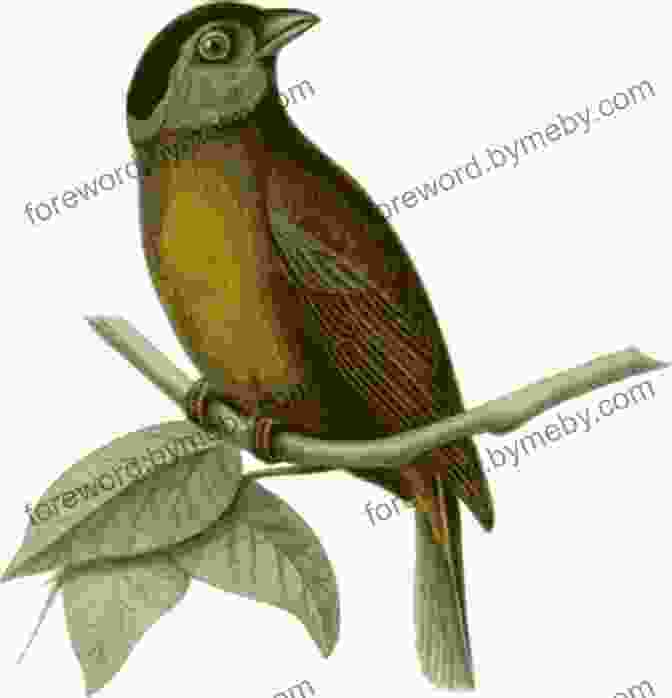 A Close Up Illustration Of A Bird Perched On A Branch, Surrounded By Lush Foliage. The Illustration Captures The Dynamic Pose Of The Bird And The Intricate Textures Of The Leaves And Stems. The Art Of Botanical Bird Illustration: An Artist S Guide To Drawing And Illustrating Realistic Flora Fauna And Botanical Scenes From Nature