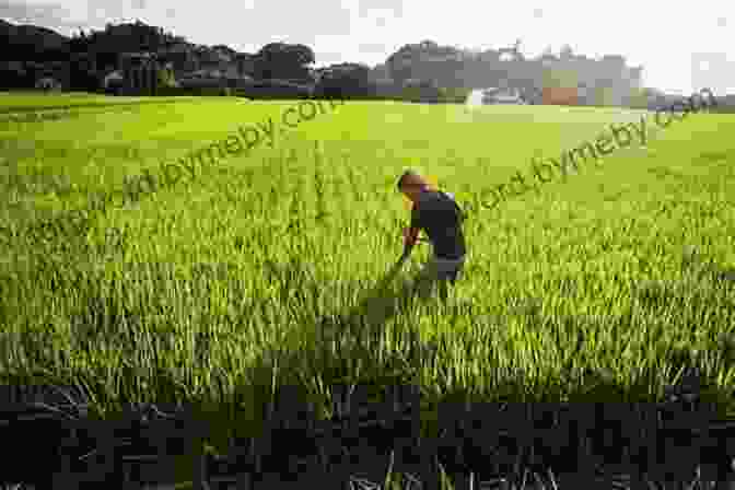 A Farmer Surveys His Lush Fields, His Presence In Harmony With The Natural Surroundings Figures In A Landscape: People And Places