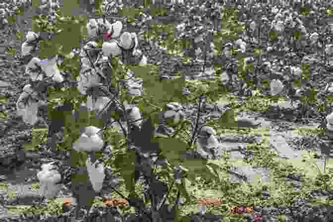 A Field Of Organic Cotton Plants, Thriving Amidst A Backdrop Of Natural Landscapes, Representing The Harmonious Coexistence Of Agriculture And Environmental Preservation. Cotton: Science And Technology (Woodhead Publishing In Textiles)