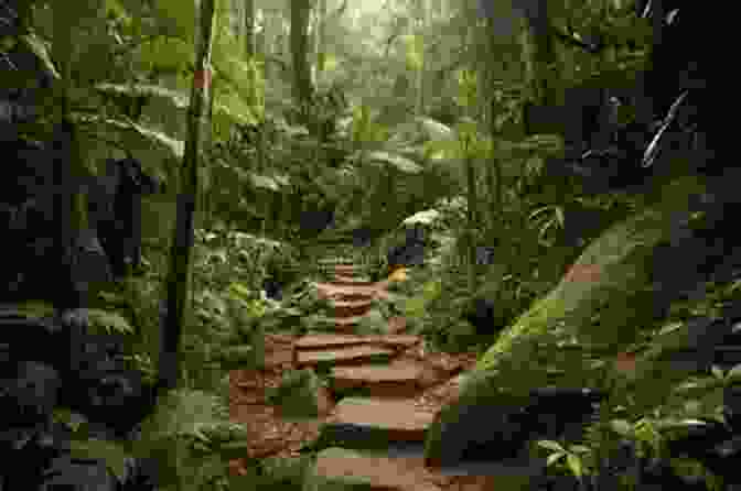 A Hiker Walks Along A Trail Through A Lush Rainforest With Towering Trees And Ferns Hiking Olympic National Park: A Guide To The Park S Greatest Hiking Adventures (Regional Hiking Series)