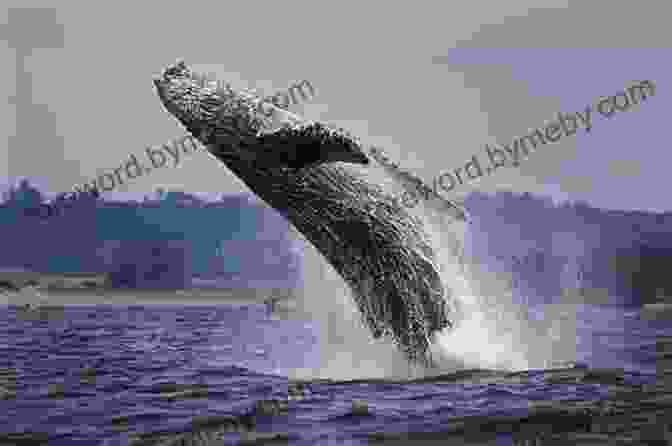 A Majestic Blue Whale Breaching The Ocean's Surface Tides: The Science And Spirit Of The Ocean