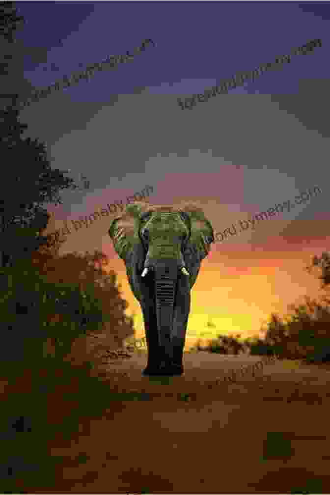 A Majestic Elephant Walking Through The African Savanna, With The Sun Setting Behind It. Thunder: An Elephant S Journey The Novel