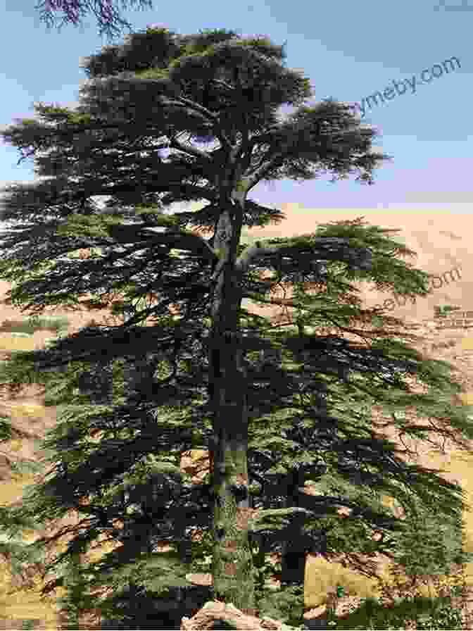 A Photo Of The Cedars Of Lebanon An Arabian Journey: One Man S Quest Through The Heart Of The Middle East