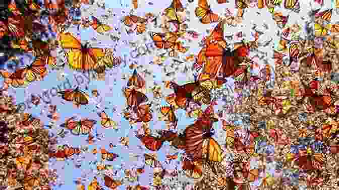 A Photograph Of A Swarm Of Monarch Butterflies In Flight Bicycling With Butterflies: My 10 201 Mile Journey Following The Monarch Migration