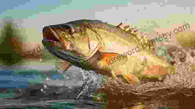 A Snook Leaping Out Of The Water The Masters Of Snook: Secrets Of Top Skippers (Saltwater 2)