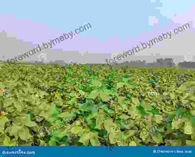 A Vast Expanse Of Cotton Fields Stretching Towards The Horizon, Showcasing The Meticulous Care And Scientific Advancements In Cotton Cultivation. Cotton: Science And Technology (Woodhead Publishing In Textiles)