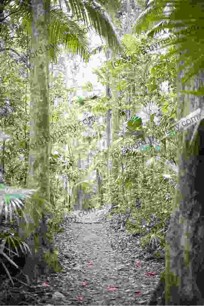 A Verdant Rainforest Pathway Leading Into The Heart Of The Australian Wilderness. Naked In Eden: My Adventure And Awakening In The Australian Rainforest