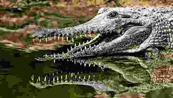 Big And Little Crocodiles Smiling The Selfish Crocodile: Big