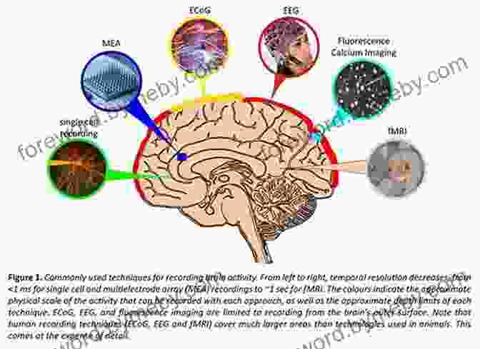 Brain Scan Revealing Neural Activity Cognitive Neuroscience Marie T Banich