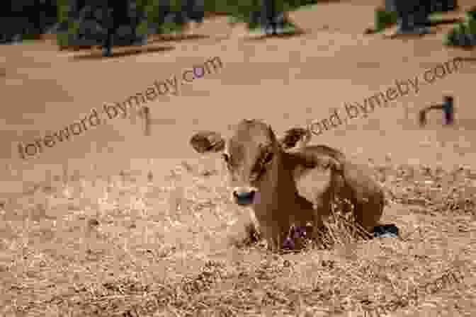 Cow Lying On The Ground Funny Jokes For Kids: 100 Hilarious Jokes