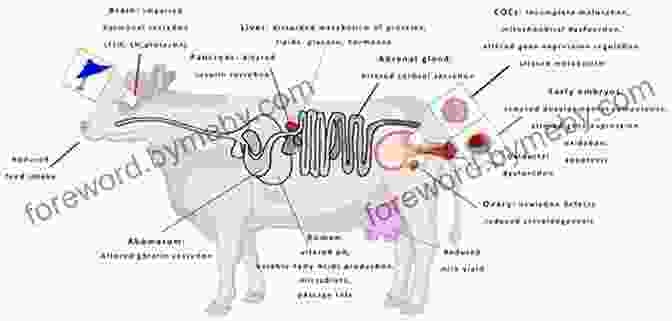 Dairy Brain Connection Diagram Milk Addicted Kids: Your Kid S Brain On Dairy