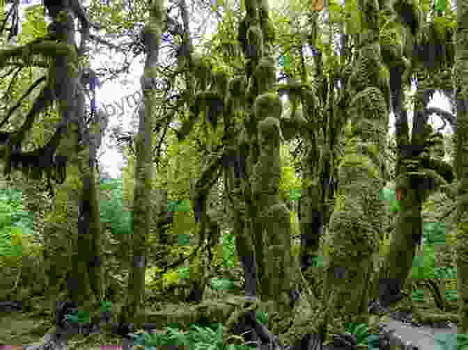 Emerald Green Hoh Rainforest With Massive Trees Towering Overhead Hiking Olympic National Park: A Guide To The Park S Greatest Hiking Adventures (Regional Hiking Series)