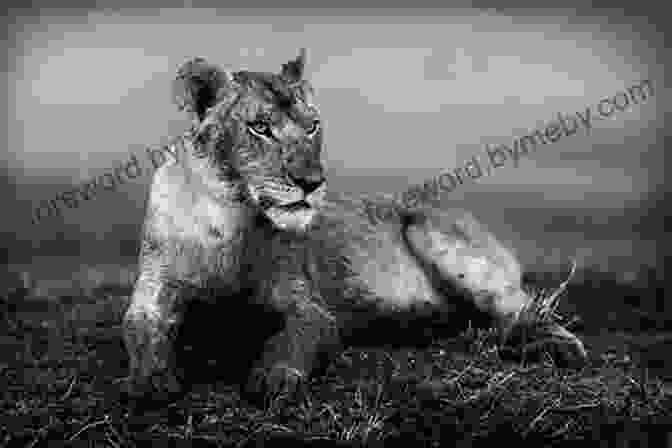 Finn Aagaard Photographing A Lion Aagaard S African Adventures Finn Aagaard