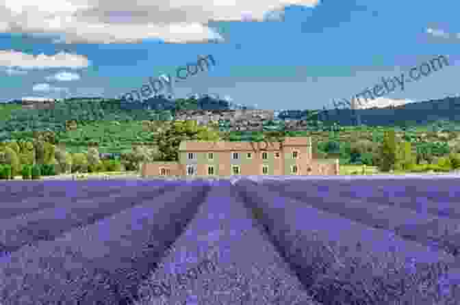 Lavender Fields In Provence, France The ABCs Of France: From Alps To Zorn