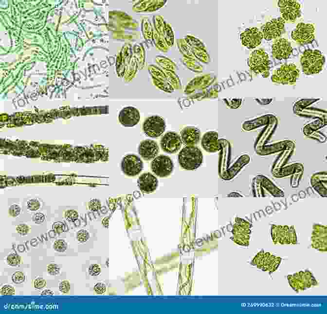 Mesmerizing Microscopic Algae Displaying A Vibrant Array Of Colors. Coretta Scott King (My Early Library: My Itty Bitty Bio)