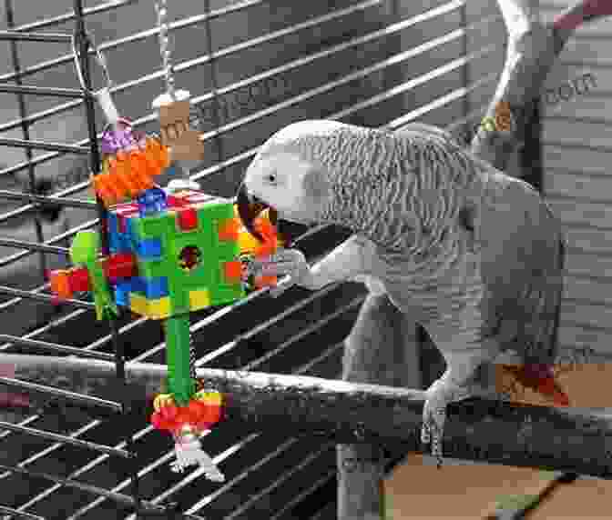 Parakeet Playing With A Toy A Comprehensive Guide To Parakeet Care As Pet : The Amazing Birds Known As Man S Best Friend And Companion The Parakeet