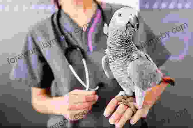 Parakeet Receiving A Checkup From A Veterinarian A Comprehensive Guide To Parakeet Care As Pet : The Amazing Birds Known As Man S Best Friend And Companion The Parakeet