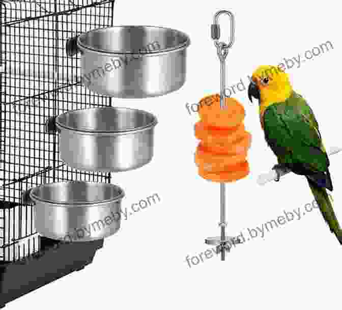 Spacious Parakeet Cage With Perches, Toys, And Food And Water Bowls A Comprehensive Guide To Parakeet Care As Pet : The Amazing Birds Known As Man S Best Friend And Companion The Parakeet