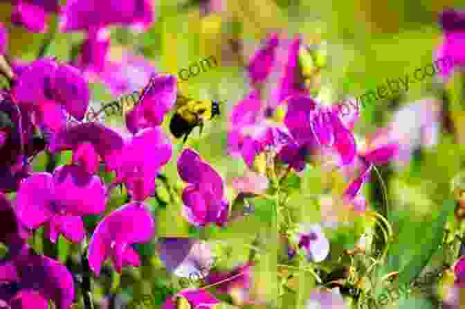 Sweet Pea And Bumble Soar Through The Sky, Exploring The Wonders Of Nature. Sweet Pea And The Bumblebee